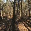 Common trail marking (look up high as they were installed by people on horseback)