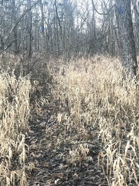 Trail debris. Rough going in some spots.