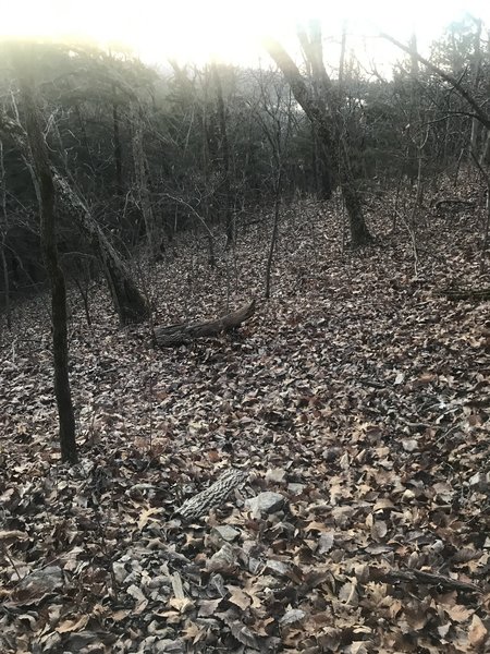 A little hilly at times; peek view of the lake in the distance from the blue trail