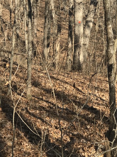 Trail can be a little hard to find with leaves on ground; not always well marked like in this picture