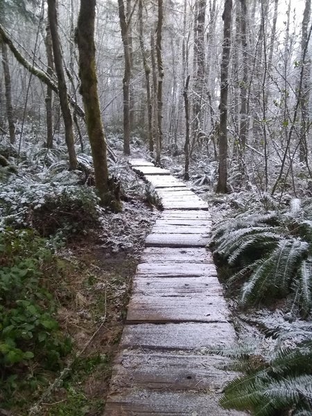 Boardwalk section near the bottom part of the trail. Pretty well maintained but some of the steps can be hard to see when running on the way down.