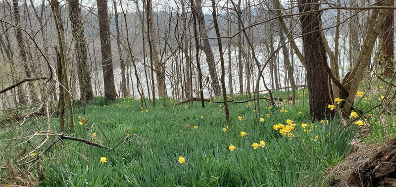 Daffodils in bloom.