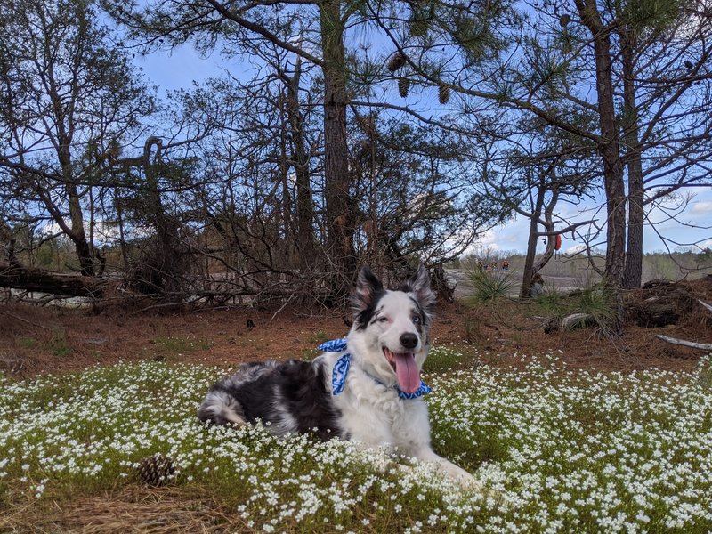 Mari enjoyed the soft mossy/pine needle bed that these flowers were growing from at the top of the dome.