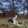 Mari enjoyed the soft mossy/pine needle bed that these flowers were growing from at the top of the dome.