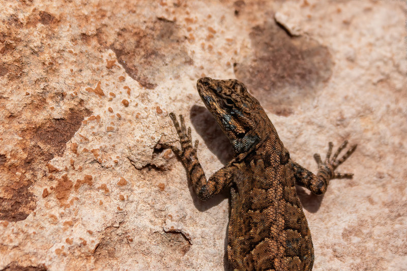 A lizard on one of the many boulders during the ascent down to Trail Canyon