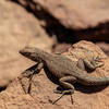 Lizards are abundant near Zeus & Moses