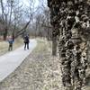 Some of the trees have neat bark!