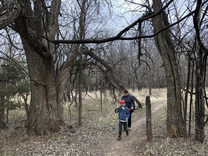 Tree rows from the 30's-50's are throughout the park. It's interesting to compare the tree lines to property lines on old maps online.