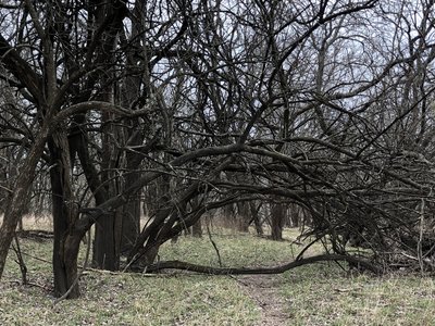 it's amazing how these trees have survived hundreds of floods over the years.