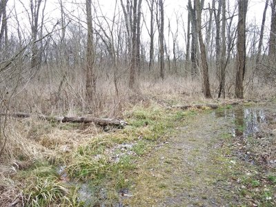Woods
