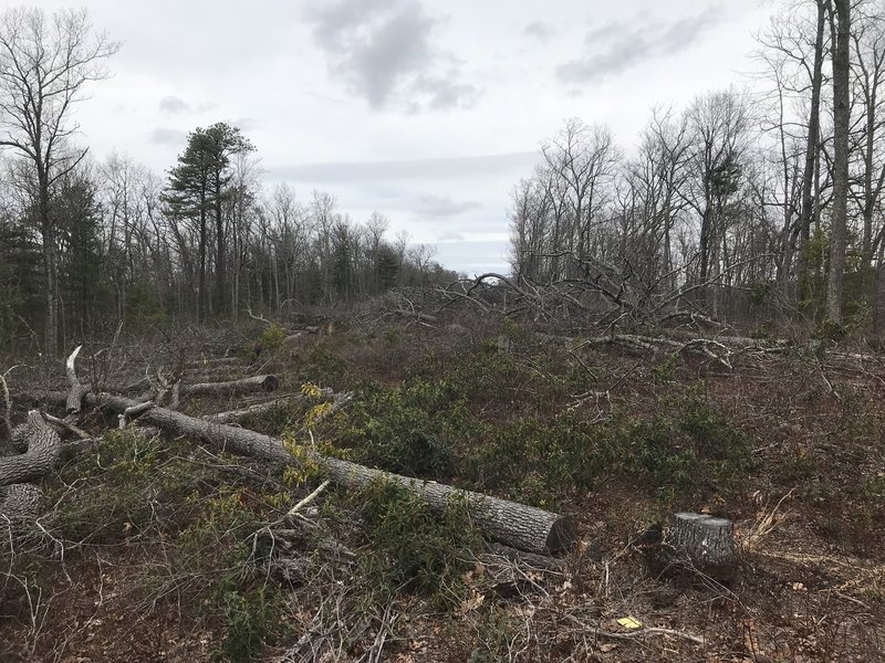 A once pretty trail has been devastated by clear cutting for a gas pipeline, but continued construction is tied up in the courts.