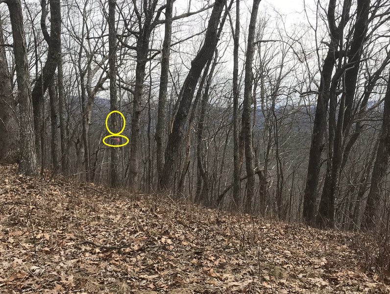 If coming from the crest of Walker Mountain to the SJ Ramsey Trail, Ramsey is very difficult to find without a GPS. This photo shows a tree marking the start of the trail - it is the only marking.