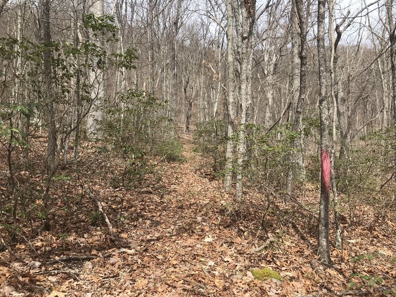 Eastern end of Sam Judd Ramsey Trail marked by red spray paint on trees. This photo looks west from outside the National Forest boundary. The trail east of this point does not exist.