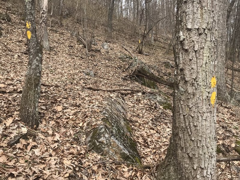 Photo taken near the top of Walker Mountain on its eastern slope. Prolific blazing helps hikers follow the general direction of the Backdraft Trail, but it is accurate to state that no real trail exists here.