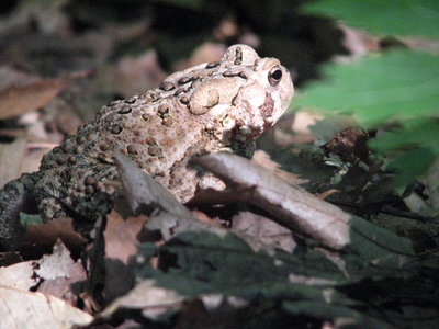 Toad, Ijams Knoxville TN