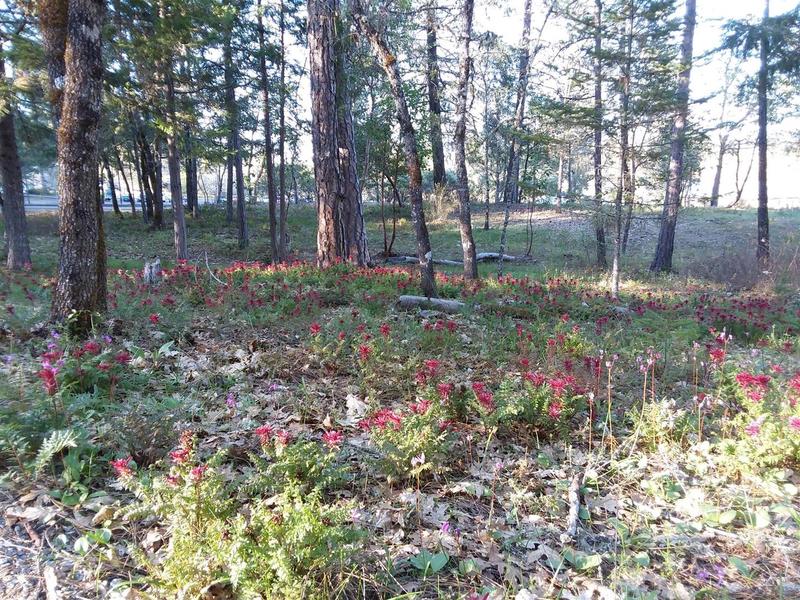 Profuse wildflowers along the Ruckman Memorial Trail.