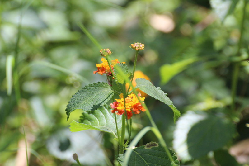 Wildflowers