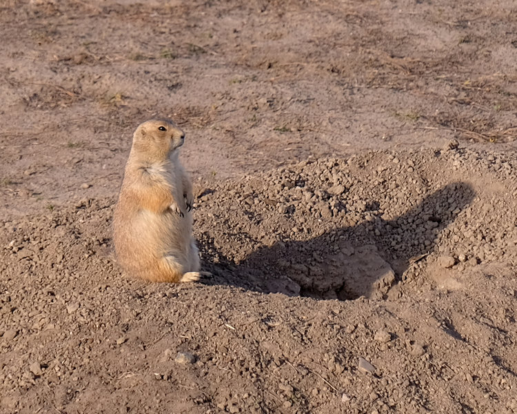 Prairie Dog and Shadow, Badlands National Park