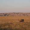 Deer in the Badlands