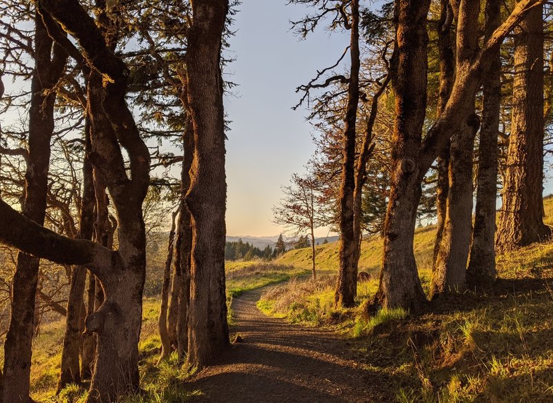 Path through mossy oaks