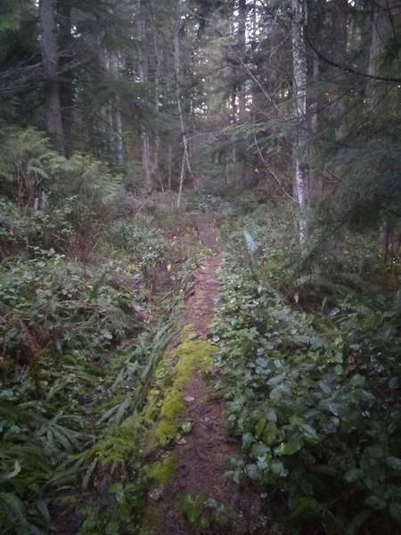 Boardwalk and raised sections over the muddier lower section of the trail.