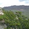 Creosote bush in bloom and Franklin Mountains