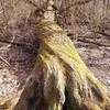 A large fallen tree