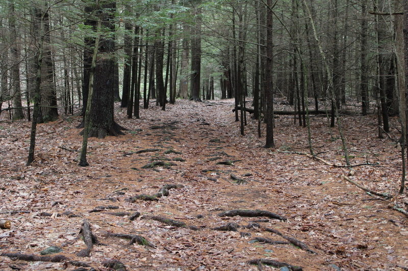 walk through pine trees forest at beginning of trail.