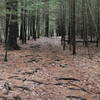 walk through pine trees forest at beginning of trail.