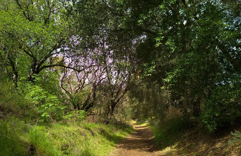 The beautiful oak woodlands along the lower sections of Dutch Flat Trail.