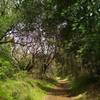 The beautiful oak woodlands along the lower sections of Dutch Flat Trail.