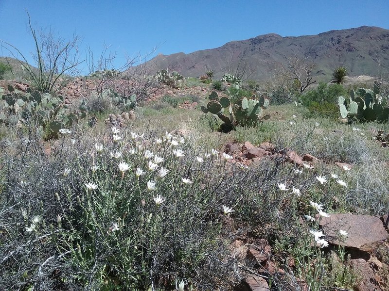 White Stackstems and view of Franklin Mountains