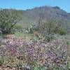 Phacelias in bloom and view of South Franklin Peak