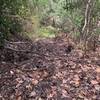 Lots of brush across trail towards the end