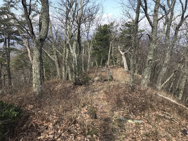 Looking downhill along ridge.