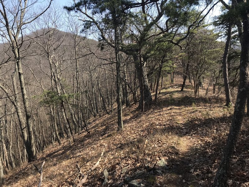 Looking east towards Shenandoah Mountain as the trail climbs.