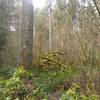 Moss covered tree on the more ferny singletrack portion of the trail.