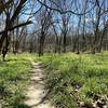 Soft singletrack along the creek.