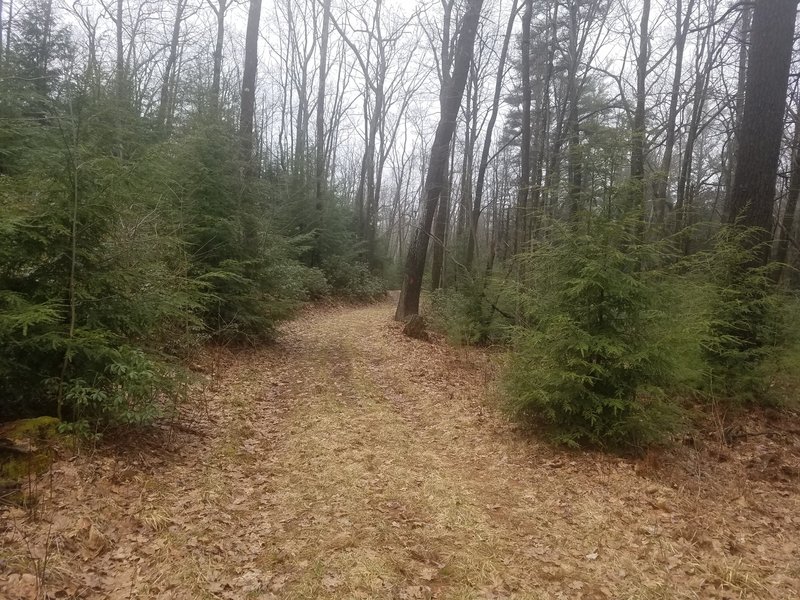 Smays Run Trail- entering into a Hemlock stand