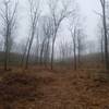 Smays Run Trail - Hardwoods stand to the left of the trail.