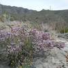 Dalea Formosa and Franklin Mountains