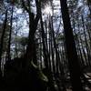 Sunlight through the branches of moss stone tree