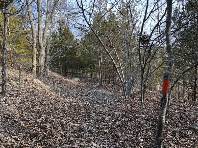 Orange trail blazes indicate the trail quite well in here.  In some of the valleys that go down to the lake coves, they help tremendously as the trail seemed to disappear for all the leaves.