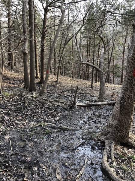 I hiked this about three days after it had rained and while it was dry at the entrance, there are some places where the water seeps out of the hillside and really muddies up the trail.