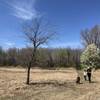 Last time I hiked this park in 2015, the grass had not been mowed, so when they don't brushhog it, there's at least waist high little bluestem grass everywhere.