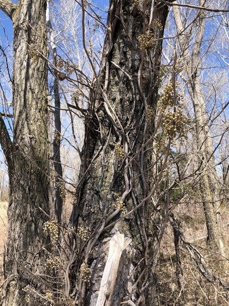 Poison ivy on the trees.  These little white berries are a delicacy for animals.  This is a good way to identify some of the twigs growing out of the ground as poison ivy as well.