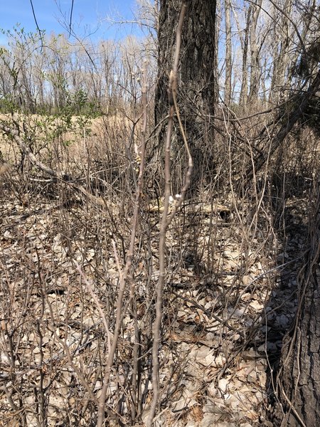 these twigs are ALL poison ivy, they're everywhere in the wooded areas.