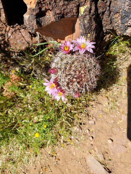 Pincushion in bloom