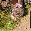 Pincushion in bloom