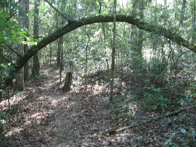 Live "horseshoe" tree to hike under!